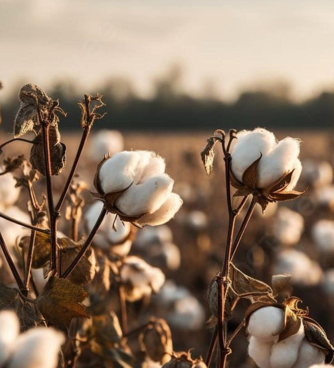 Certyfikat GOTS – co oznacza i dlaczego warto wybierać ubrania ekologiczne?